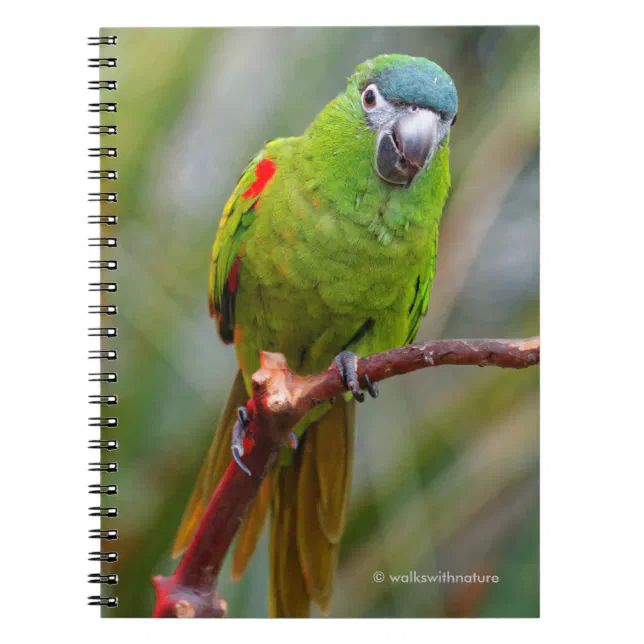 Hahn's Mini Macaw / Red-Shouldered Macaw Notebook