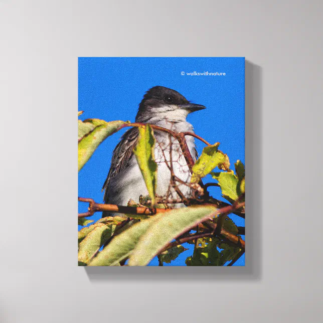 Avian Royalty: Eastern Kingbird Canvas Print