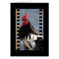 Lakenvelder Rooster On Film