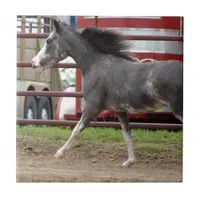 Mini Horse in Liberty Class Tile