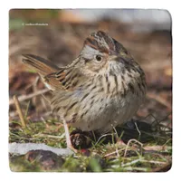 Cute and Spunky Lincoln's Sparrow Trivet