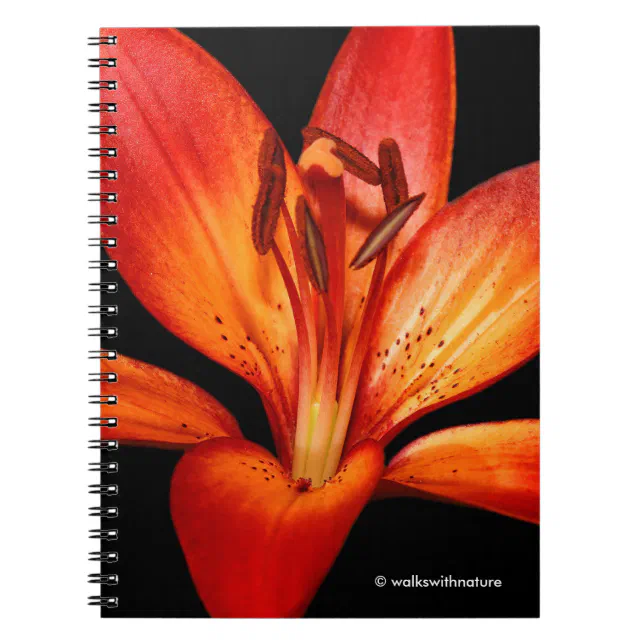 Beautiful Red Orange Asiatic Lily Gran Paradiso Notebook