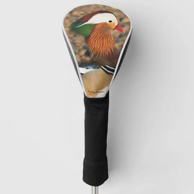 Beautiful Mandarin Duck on the Rocks Golf Head Cover