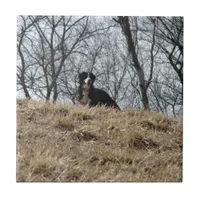 Bernese Mt. Dog Ceramic Tile