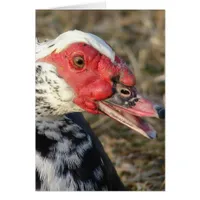 Muscovy Drake