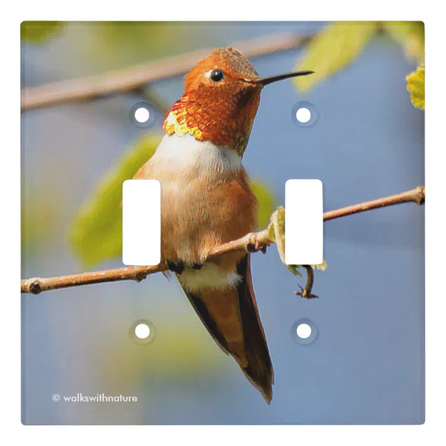 Stunning Rufous Hummingbird in the Sun Light Switch Cover