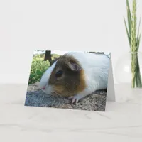 Guinea Pig Card
