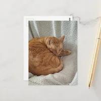 Sleepy Ginger Kitty Postcard