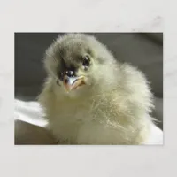 Blue Cochin Chick Postcard
