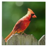 Northern Cardinal in Summer Nature Photography Ceramic Tile