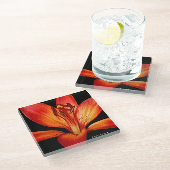 Beautiful Red Orange Asiatic Lily Gran Paradiso Glass Coaster