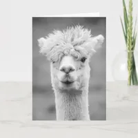 Alpaca in Black and White, Birthday Card