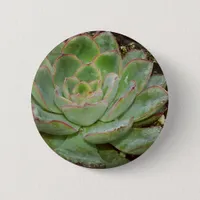 Succulent, Hen and Chicks Pinback Button