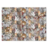 Cats meeting point - cute tissue paper