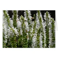 Field of White Lavender Flowers