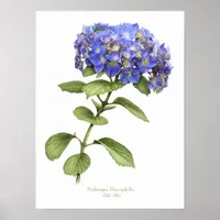 Blue Hydrangea Original Art Print