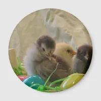 Real Easter Chicks Magnet