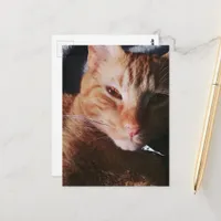 adorable ginger kitty in bed in the sun postcard