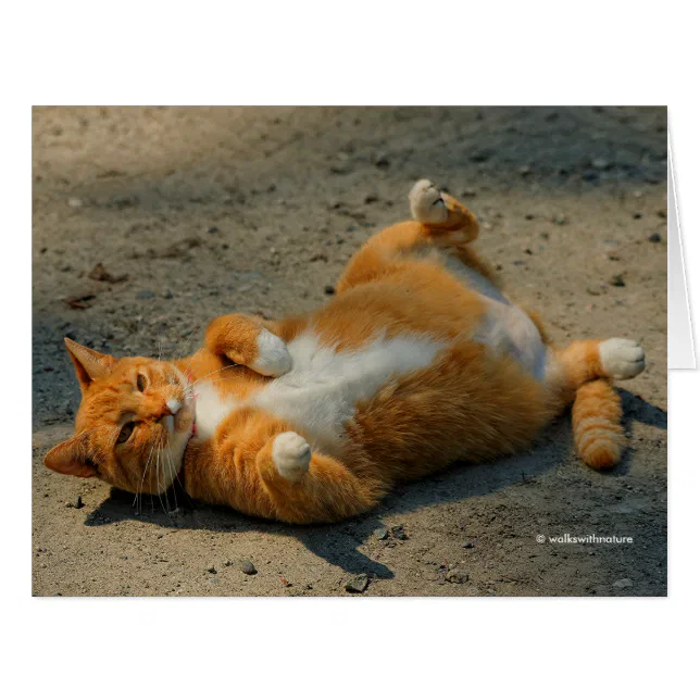 Cute Shadowboxing Orange Tabby Cat in the Gravel