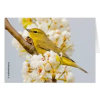 Orange-Crowned Warbler Amid the Cherry Blossoms