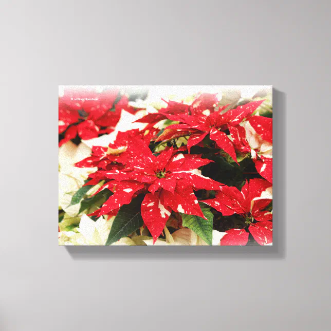 Festive Red White Floral Poinsettias Canvas Print