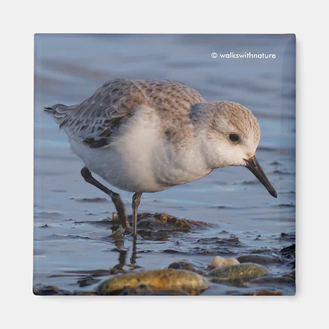 Cute Sanderling Sandpiper Strolls Wintry Beach Magnet