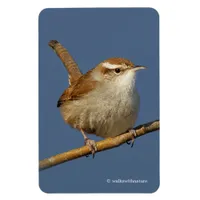 A Curious Bewick's Wren in the Tree Magnet