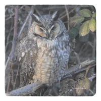 Beautiful Long-Eared Owl at Sunset Trivet