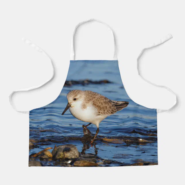 Cute Sanderling Sandpiper Wanders Wintry Shores Apron