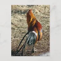 Phoenix Rooster From Behind Postcard