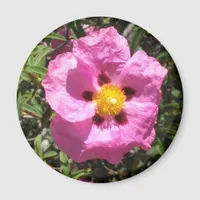 Magnet - Mexican Rock Rose