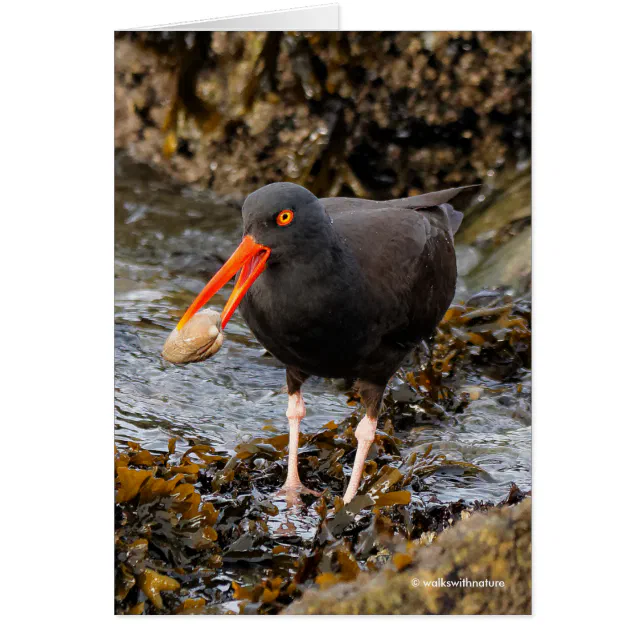 Stunning Black Oystercatcher Shorebird with Clam