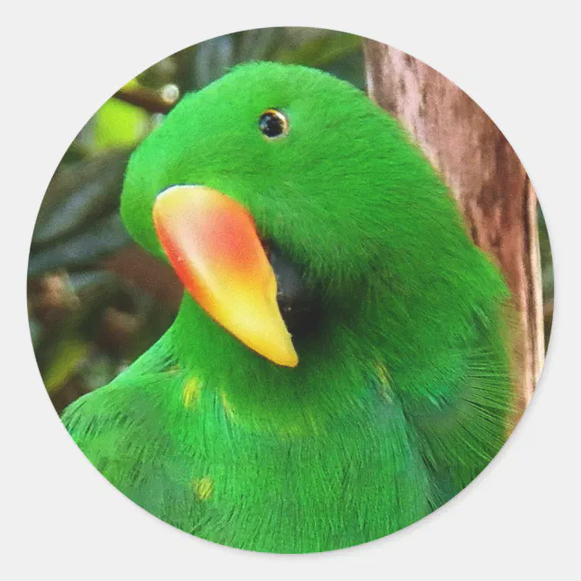 "The Green Orator" Eclectus Parrot Classic Round Sticker