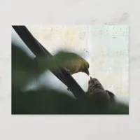 Goldfinch Feeds Chick Postcard