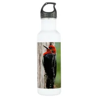 Red-Breasted Sapsucker Woodpecker in the Forest Stainless Steel Water Bottle