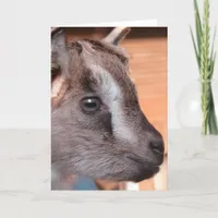 Rabbit the Bottle Goat Card