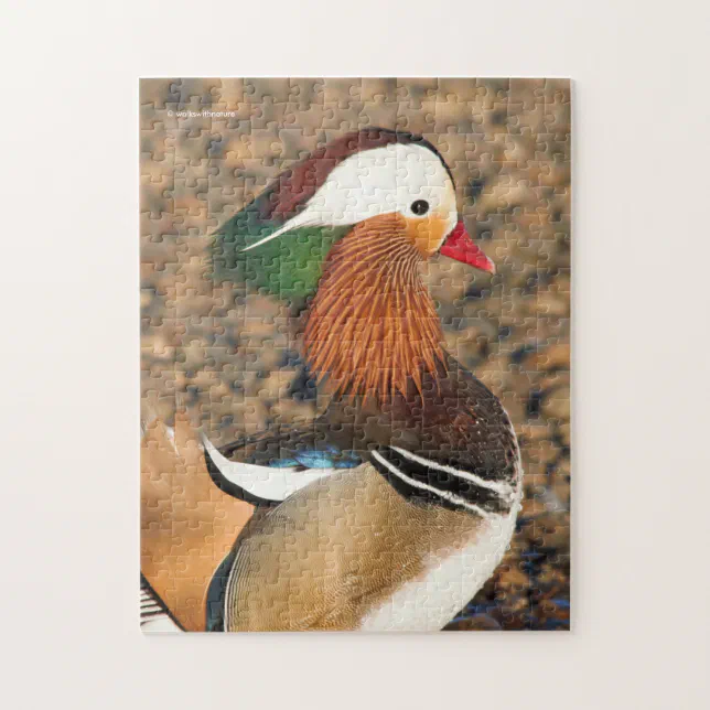 Beautiful Mandarin Duck on the Rocks Jigsaw Puzzle