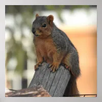 Adorable Squirrel Photograph | Hello  Poster