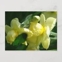 Daffodils With Water Droplets Postcard
