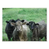 The Steers Photo Print