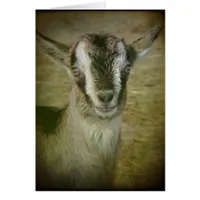 Bunny the Goat