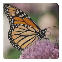 Monarch Butterfly on Native Joe Pye Flower Trivet