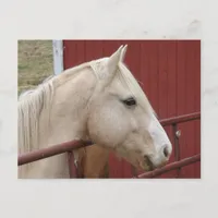 Palomino Horse Red Barn Red Gate  Postcard