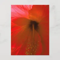 Red Hibiscus Flower Postcard