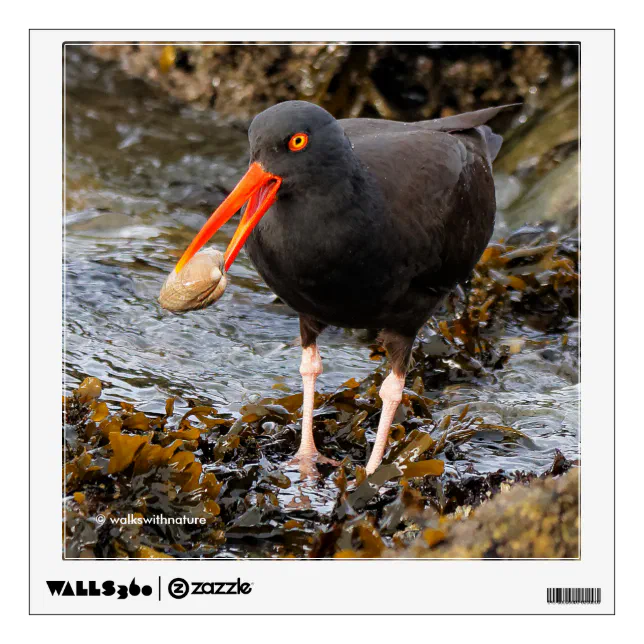 Black Oystercatcher Shorebird Fishing at the Beach Wall Decal