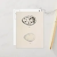 Vintage Bird Eggs Postcard