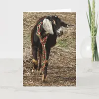 Christmas Nubian Goat Kid Holiday Card