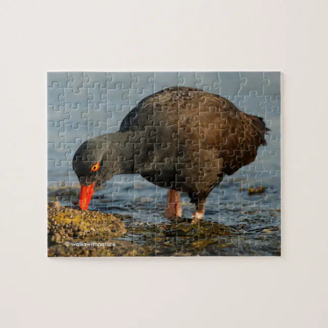 Black Oystercatcher at Work Jigsaw Puzzle