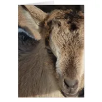Rabbit the Goat