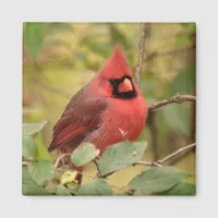 Northern Cardinal in Tree in Early Autumn Magnet